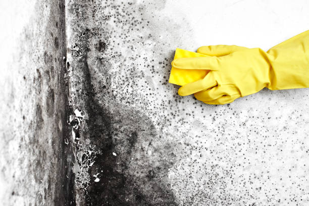 Best Air Quality Testing for Mold Spores  in Nneconne, WI